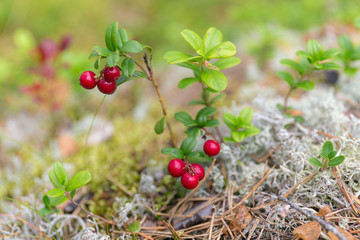 lingonberries in summer forest
