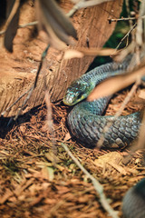Tree snake curled up next to branch