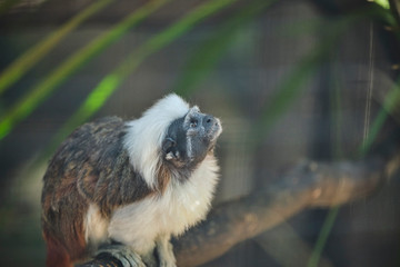 Cotton Top Tamarind closeup portrait