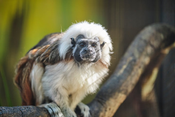 Cotton Top Tamarind closeup portrait
