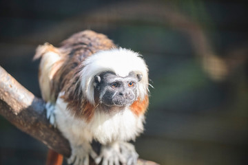 Cotton Top Tamarind closeup portrait