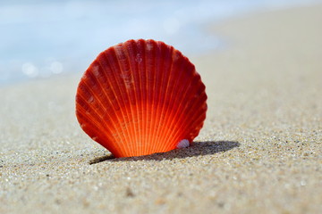 Scallop at the edge of the sea. Red shell on the sand next to the water. South China sea. Close up.