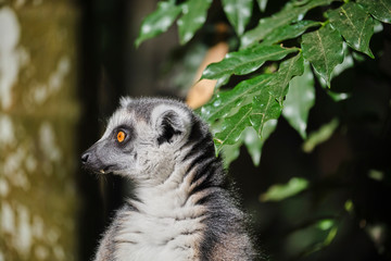 Ringtail Lemur close up portrait on face