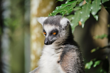 Ringtail Lemur close up portrait on face