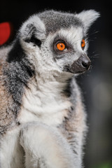 Lemur face close up image with wide orange eyes in sun cleaning itself