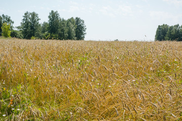 rye in the field. grow bread. spikelets of a plant. rye is earning. plants in the field. Agriculture.