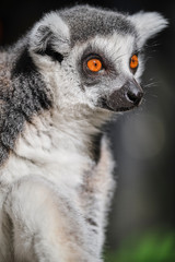 Lemur face close up image with wide orange eyes in sun cleaning itself