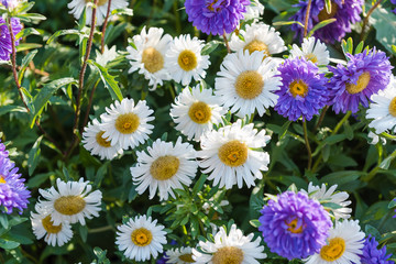 multi-colored asters. home flowers. grow asters in the garden. the scent of flowers. summer plants.