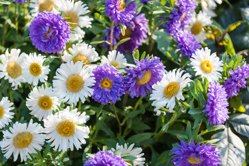 multi-colored asters. home flowers. grow asters in the garden. the scent of flowers. summer plants.