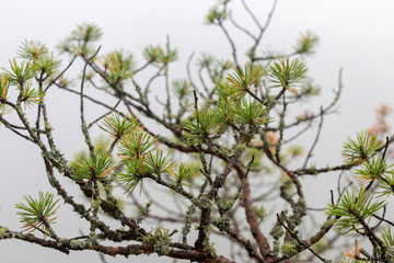 dwarf conifer, pine in the fog growing on top of a mountain