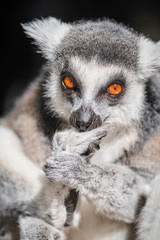 Lemur face close up image with wide orange eyes in sun cleaning itself