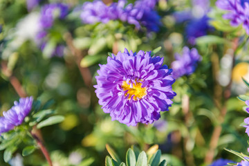Obraz premium blue asters. flowers close-up. grow asters in the garden. admire the flowers. bright asters.