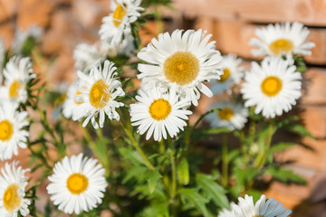 white asters in the garden. grow flowers. admire the flowers. asters close up. asters grow in the fall.