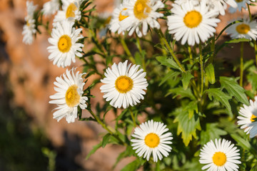 white asters in the garden. grow flowers. admire the flowers. asters close up. asters grow in the fall.