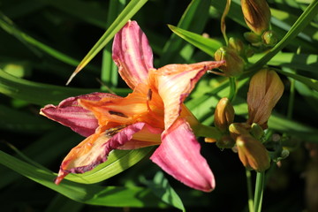 Obraz premium daylily flowers in the garden