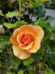 orange rose in garden