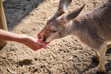 Hand feeding a young red kangaroo