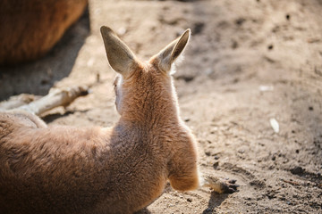 Red Kangaroo resting on ground close-up portrait