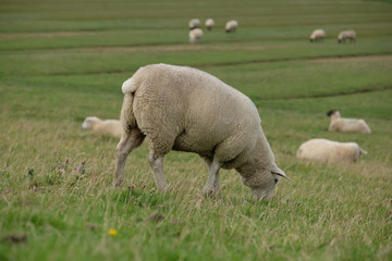 Schafe am Deich als Landschaftspfleger