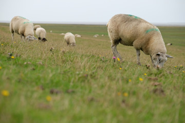 Schafe am Deich als Landschaftspfleger