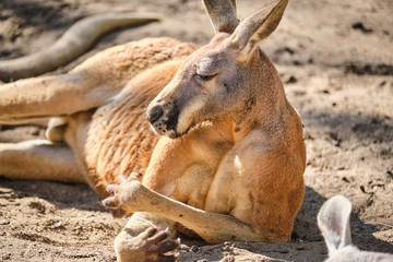 Large adult male red kangaroo resting showing muscles