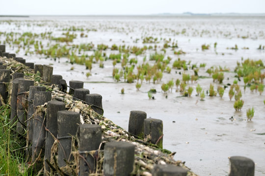 Lahnung mit Quellerbewuchs im Watt