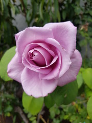 Lilac rose in garden