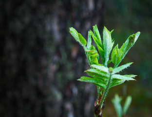 Shoot on a branch with young fresh green leaves isolated from a blurred background