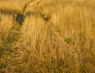 Lanes in high dried up golden grass in autumn on a fallow area