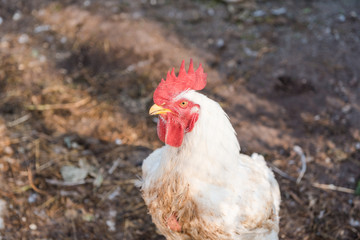 domestic hens. Domestic bird. white chickens sit in a blockage. natural products. carry eggs. Agriculture. to breed chickens.