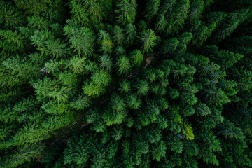 Forest from above