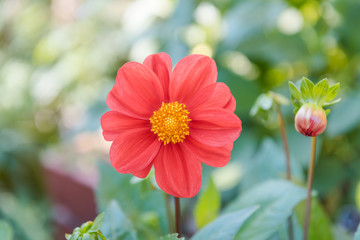 Dahlias grow in the garden. autumn flowers. pink and white flowers. flower buds. Dahlias close-up. home woodland. plant flowers.