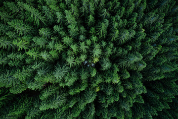Forest from above