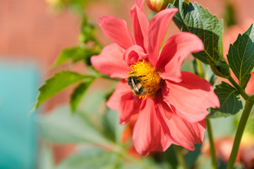 A bee is sitting on a flower. beautiful pink flower. Dahlia close-up. bee on the leaves of flowers close-up. beautiful autumn flowers.