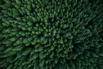 Forest from above