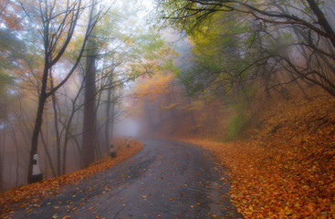 Obraz premium Beautiful road in fog