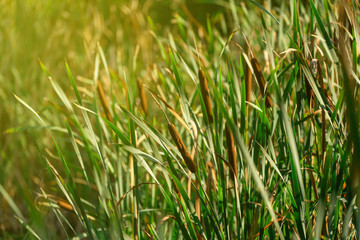 Blooming Lesser Bulrush in the morning light