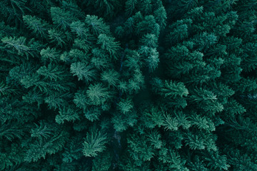 Forest from above