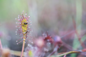 An Drosera capensis