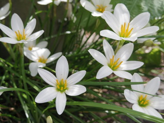 Close up of Zephyranthes candida flowers