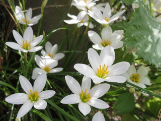 Close up of Zephyranthes candida flowers