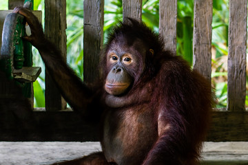 Sumatran orangutan. Pensive Orangutan. Zoo animals concept
