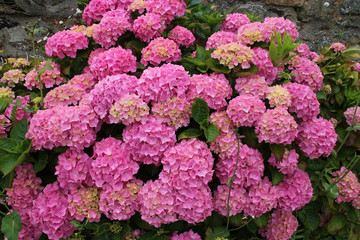 blooming hydrangeas in a park in brittany (france)