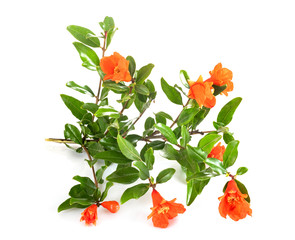 punica flower in studio