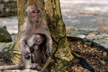 Baby monkey eating milk from the mother. A family of monkeys. The concept of animals at the zoo in Thailand
