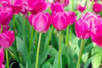 Colorful tulips are blooming in the garden