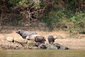 Naklejka na ściany i meble buffalos along the mekong river in laos 