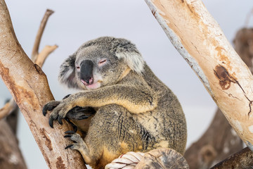 Beautiful cute koala. The concept of animals in the zoo