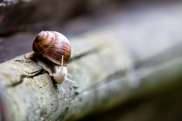 Edible snail (Helix pomatia) sitting on a wooden log.