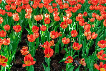 Colorful tulips are blooming in the garden